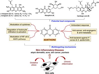 Natural <mark class="highlighted">Xanthone</mark>s and Skin Inflammatory Diseases: Multitargeting Mechanisms of Action and Potential Application